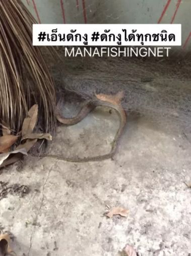 ตาข่ายป้องกันอันตรายจากสัตว์เลื้อยคลาน และสัตว์มีพิษ รูปที่ 8