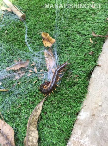 ตาข่ายกันงู ตะขาบ กิ้งกือ และสัตว์มีพิษ ขนาด 30 เมตร รูปที่ 7