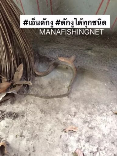 ตาข่ายดักงู รุ่นงูติดจริง รูปที่ 8