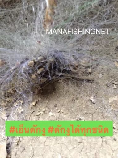 ตาข่ายดักงู รุ่นงูติดจริง รูปที่ 7