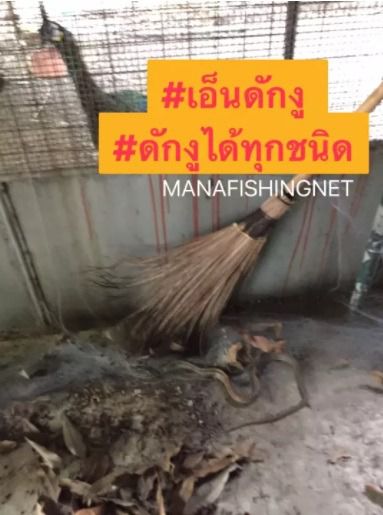 ตาข่ายดักงู รุ่นงูติดจริง รูปที่ 4