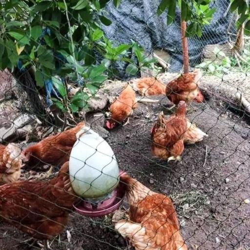 ตาข่ายเล้าไก่ ตาข่ายเลี้ยงไก่ รูปที่ 2