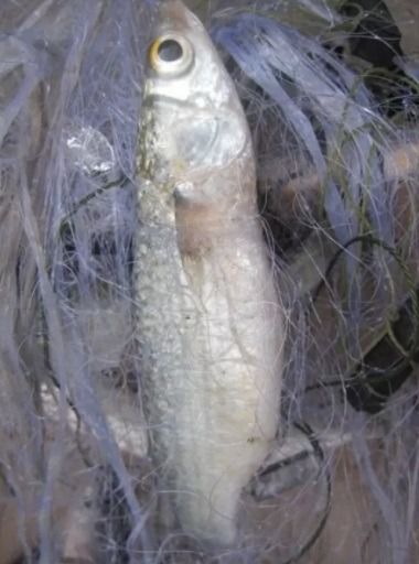 อวนปลากระบอก ปลาทราย รูปที่ 5
