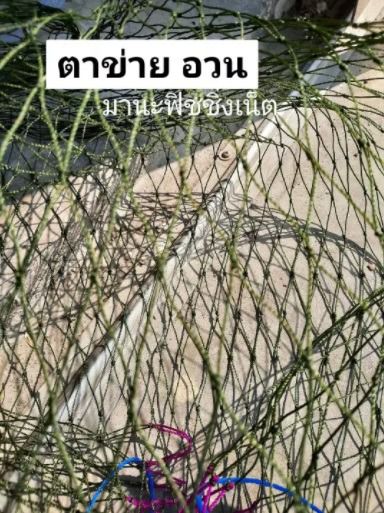 อวนไนลอน เนื้อเปล่าขนาด 2x15 เมตร รูปที่ 4