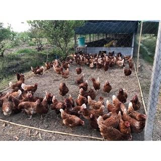 ตาข่ายล้อมคอกสัตว์ รูปที่ 8