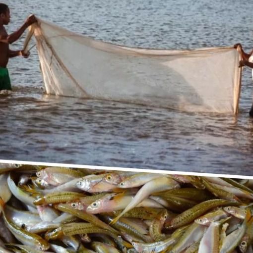 อวนลากปลาแบบสำเร็จ รูปที่ 2