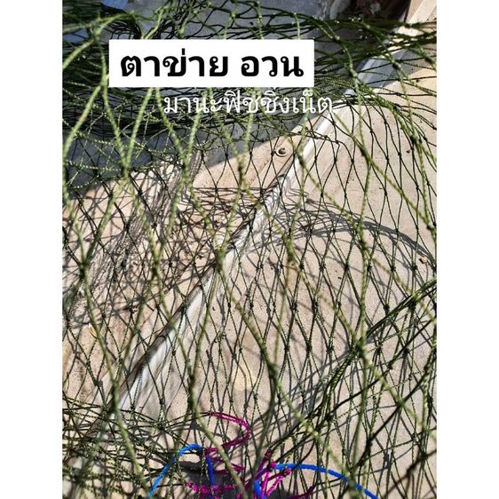 ตาข่ายไนลอน รูปที่ 3