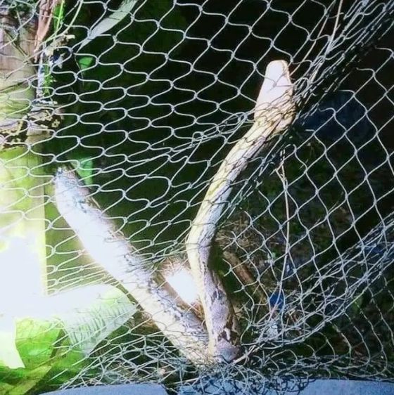 ตาข่ายกันงู รูปที่ 2