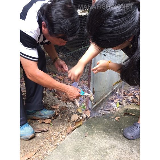 ตาข่ายกันงู กันตะขาบ ยาว 150 เมตร รูปที่ 6