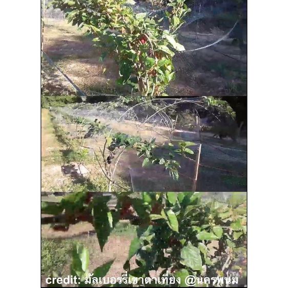 ตาข่ายกันงู กันตะขาบ ยาว 150 เมตร รูปที่ 2