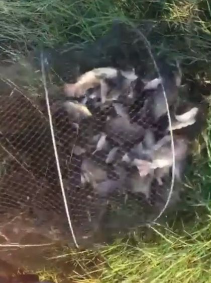 คอนโดดักปลา ดักกุ้ง รูปที่ 6