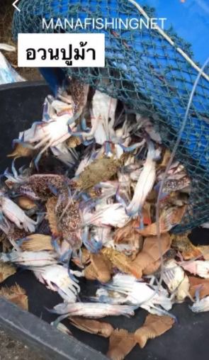 อวนปูม้า พร้อมใช้งาน ป้าย 200 เมตร รูปที่ 4