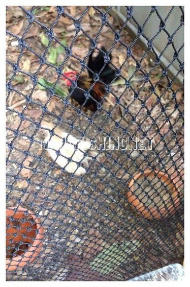 ตาข่ายกันนก 1 ผืนยาว 15 เมตร รูปที่ 3