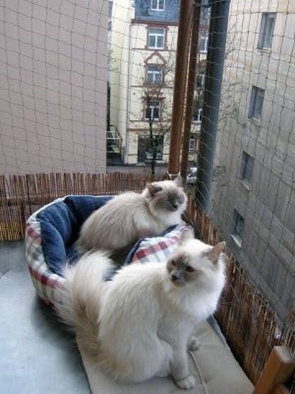 ตาข่ายกั้นสัตว์เลี้ยง ขนาดยาว 15 เมตร รูปที่ 2