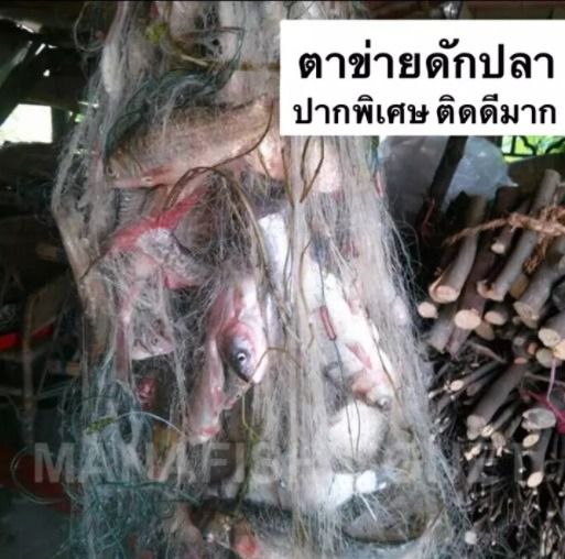 มองดักปลา ปากพิเศษแบบสำเร็จทุ่นตะกั่ว รูปที่ 2