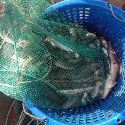 ที่ดักกุ้ง ดักปลา ดักปู  รูปที่ 2