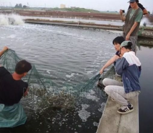 ที่ดักกุ้ง ดักปลา ดักปู  รูปที่ 8