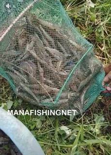 ตาข่ายดักปลา พับเก็บได้ รูปที่ 5