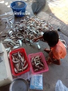 ตาข่ายดักปลา พับเก็บได้ รูปที่ 8