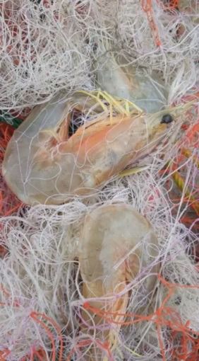 ตาข่ายดักปลา 3 ชั้น  รูปที่ 3