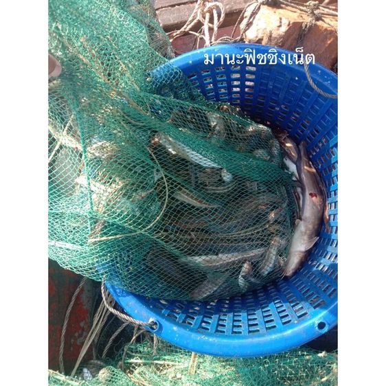 ไอ้โง่ดักปลา ตัวจัมโบ้ยาว 8 เมตร รูปที่ 7