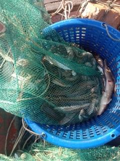 ไอ้โง่ไต้หวันดักกุ้ง พับเก็บได้ รูปที่ 6