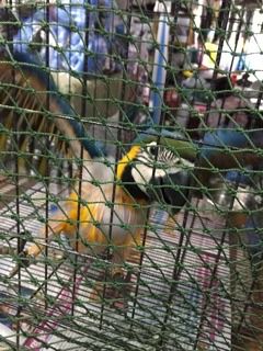 ตาข่ายตาถี่กันงู กันนก รูปที่ 4