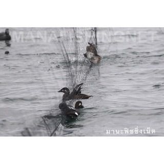 ตาข่ายดักนกเป็ดน้ำ นกกาน้ำ และนกใหญ่ รูปที่ 7