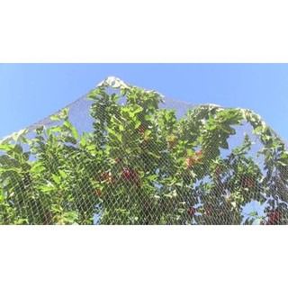 ตาข่ายคลุม ป้องกันนก ค้างคาวมากินผลไม้ รูปที่ 4