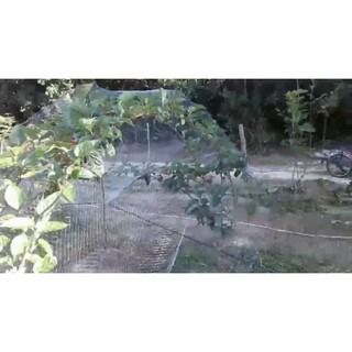 ตาข่ายคลุมต้นผลไม้ รูปที่ 4