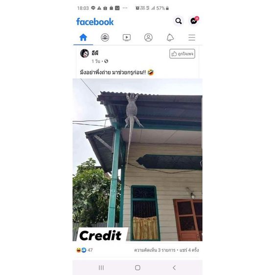 ตาข่ายดักตัวเงินตัวทอง รูปที่ 9