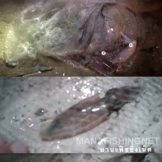 แหทอดหมึก งานแท้ รูปที่ 3