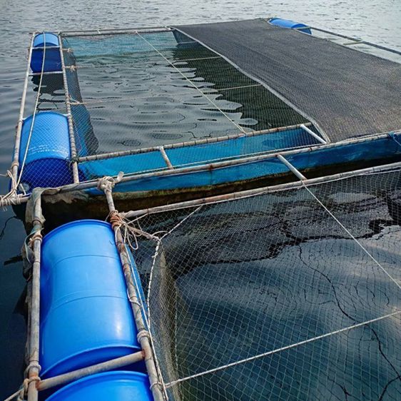 กระชังเลี้ยงปลา