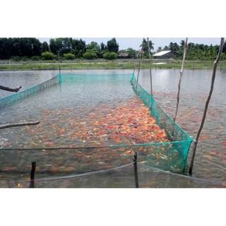 กระชังเลี้ยงลูกปลา เลี้ยงกุ้ง รูปที่ 9