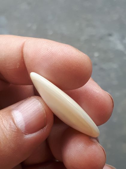 เปลือกหอยมุกทรงหยดน้ำ กลมรี เนื้อสีขาวเหลือบแสง มีลวดลาย เป็นธรรมชาติสวยงาม เนื้อแห้ง แข็ง ผิวมัน ขนาดเล็ก มีน้ำหนัก เก่า เนื้อแห้ง แข็ง อาย รูปที่ 6