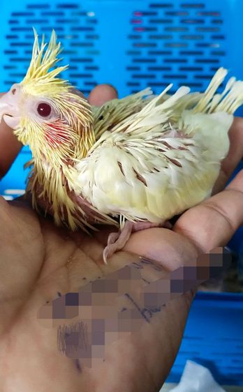 ขายลูกป้อนนกค๊อกคาเทลสีเหลืองเเก้มเเดงลูติโน่ รูปที่ 2