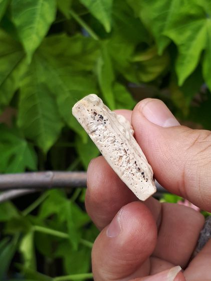 พระขุนแผน หลวงพ่อกวย วัดโฆสิตาราม ชัยนาท เนื้อผง สีขาว หลังมียันต์ และขอบบนตรงซุ้มมียันต์ ขนาด 1.6 X 2.5 cm.เก่า แท้ หายาก  พระขุนแผน หลวงพ่ รูปที่ 7