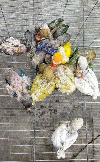 ขายลูกป้อนเลิฟเบิดร์หลากหลายสีสวยสดใส..ราคาเริ่มต้นที่ 750 บาท..เลี้ยงไว้เป็นเพื่อนเเก้เหงาได้..เลี้ยงง่าย..เชื่องง่าย..มีนิสัยขี้อ้อน รูปที่ 2