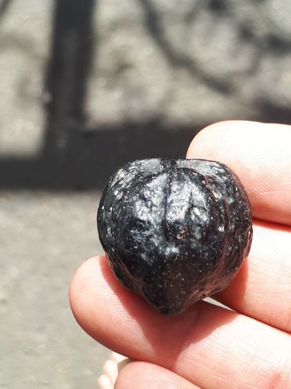 ลูกสวาด ลูกไม้มงคล ขนาดกำลังดี รูปทรงสวย สีดำ เขย่ามีเสียงดัง เป็นธรรมชาติ แท้ เก่า หายาก ลูกสวาดเป็นลูกไม้ที่เกิดจากต้นสวาด ที่ลำต้นมีลักษณ รูปที่ 9