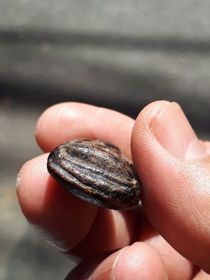 พระปิดตา พิมพ์แข้งหมอน ใหญ่ หลวงปู่จีน วัดท่าลาดเหนือ ฉะเชิงเทรา ปี 2415-2420 หลังอูมเรียบ เนื้อผงคลุกรัก เนื้อแห้ง เหี่ยวย่น มัน พิมพ์คม ชั รูปที่ 6