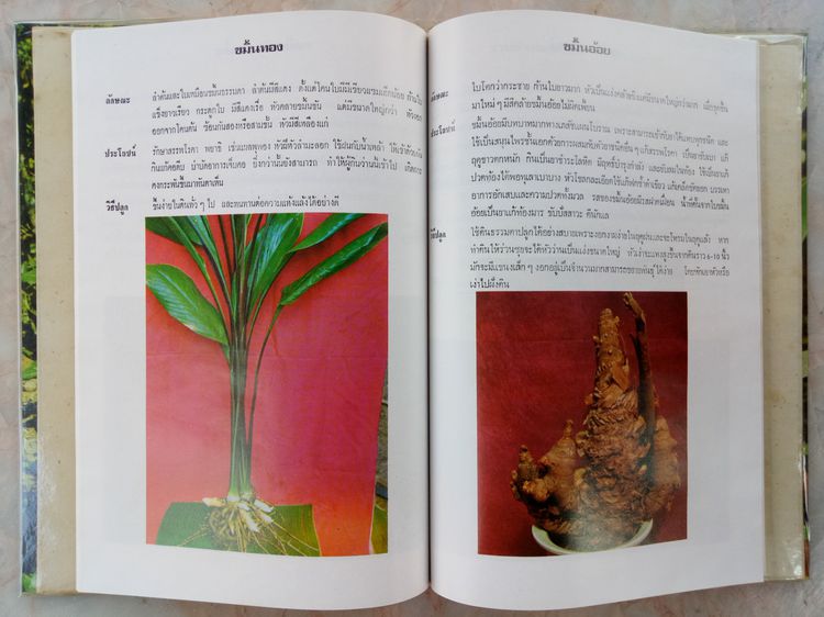 ว่าน กบิลว่าน อภินิหารว่านศักดิ์สิทธิ์ สารพันปัญหาว่าน ชุมนุมว่านยาและไม้มงคล รูปที่ 3