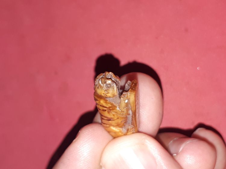 เสือมอบ ฐานจารมือ เนื้อR หลวงพ่อเฮง วัดเขาดิน สีน้ำผึ้ง ฉ่ำ งานศิลปะ สภาพสวยสมบูรณ์ แท้ ดูง่ายๆ แปลก หายาก   พุทธคุณด้านอำนาจบารมี คงกระพันช รูปที่ 6