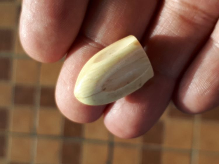 Rช้าง สีเหลืองฉ่ำ ผิวมัน มีลายเป็นธรรมชาติ ขนาดประมาณ 2.5 cm จะมีลักษณะเนื้อระเอียด ทรงสวยมาก มันเงา เก่า แท้ และหายาก      พุทธคุณเด่นทางด้ รูปที่ 8