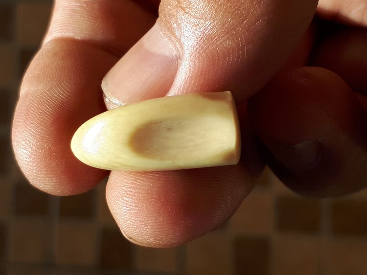 Rช้าง สีเหลืองฉ่ำ ผิวมัน มีลายเป็นธรรมชาติ ขนาดประมาณ 2.5 cm จะมีลักษณะเนื้อระเอียด ทรงสวยมาก มันเงา เก่า แท้ และหายาก      พุทธคุณเด่นทางด้ รูปที่ 5