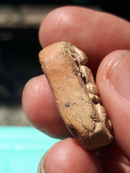 พระหลวงพ่อปาน วัดบางนมโค พิมพ์ทรงไก่หางพวง เนื้อดิน รุ่นแรก ผงเต็ม ผิวเดิม แห้ง บาง มีมวลสาร เหี่ยวย่น พิมพ์คม ชัดสวยงาม สภาพสวยเก่า แท้ หาย รูปที่ 5