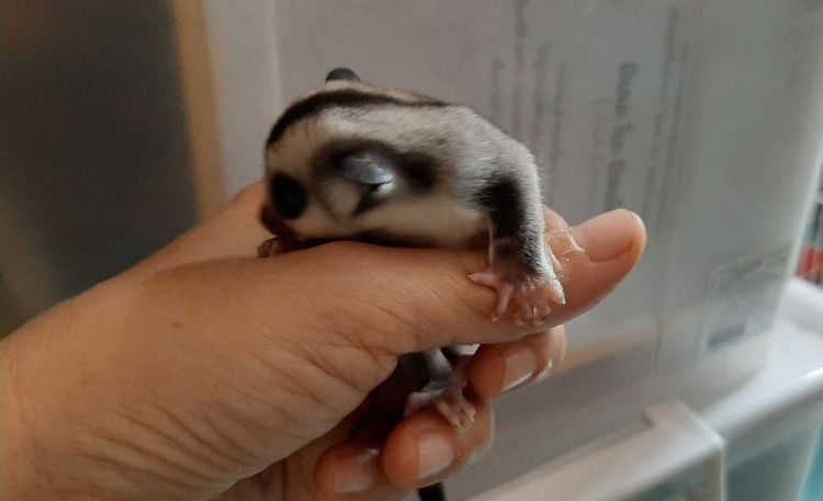 ซูการ์ไกรเดอร์เพศผู้ เมีย รูปที่ 4