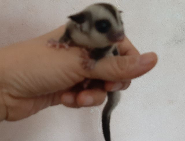 ซูการ์ไกรเดอร์เพศผู้ เมีย รูปที่ 2