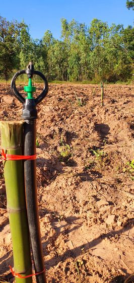 วางผังแปลงและออกแบบการผลิตสินค้าเกษตร รูปที่ 14