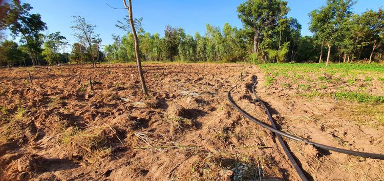 วางผังแปลงและออกแบบการผลิตสินค้าเกษตร รูปที่ 13