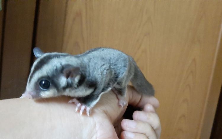 ซูการ์ไกรเดอร์เพศผู้ เมีย รูปที่ 7